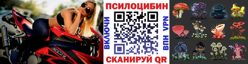 Купить  Заполярный  Галлюциногенные грибы Cubensis 